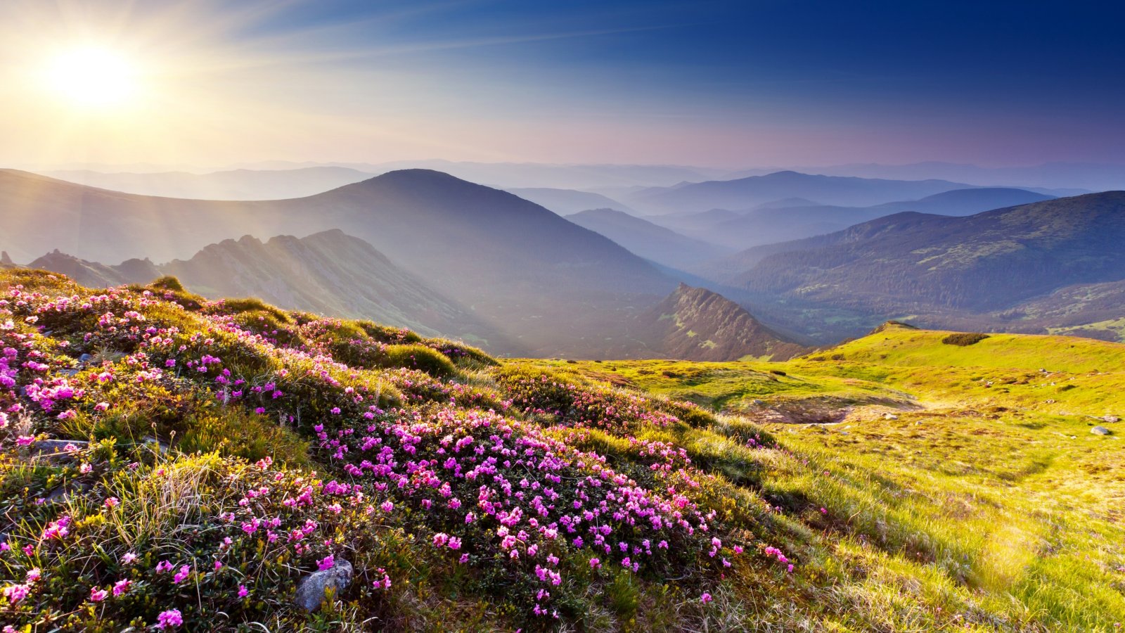 fondo de pantalla de terranova,paisaje natural,naturaleza,montaña,colina,flor silvestre