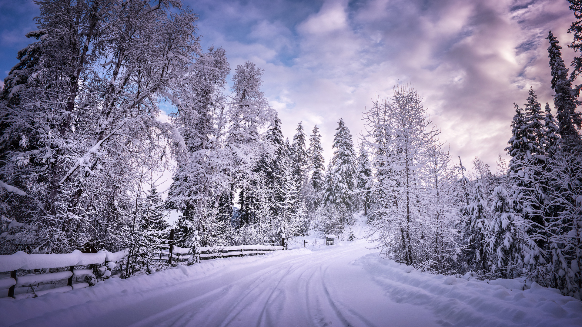 壁紙の雪の写真,雪,冬,空,自然,木