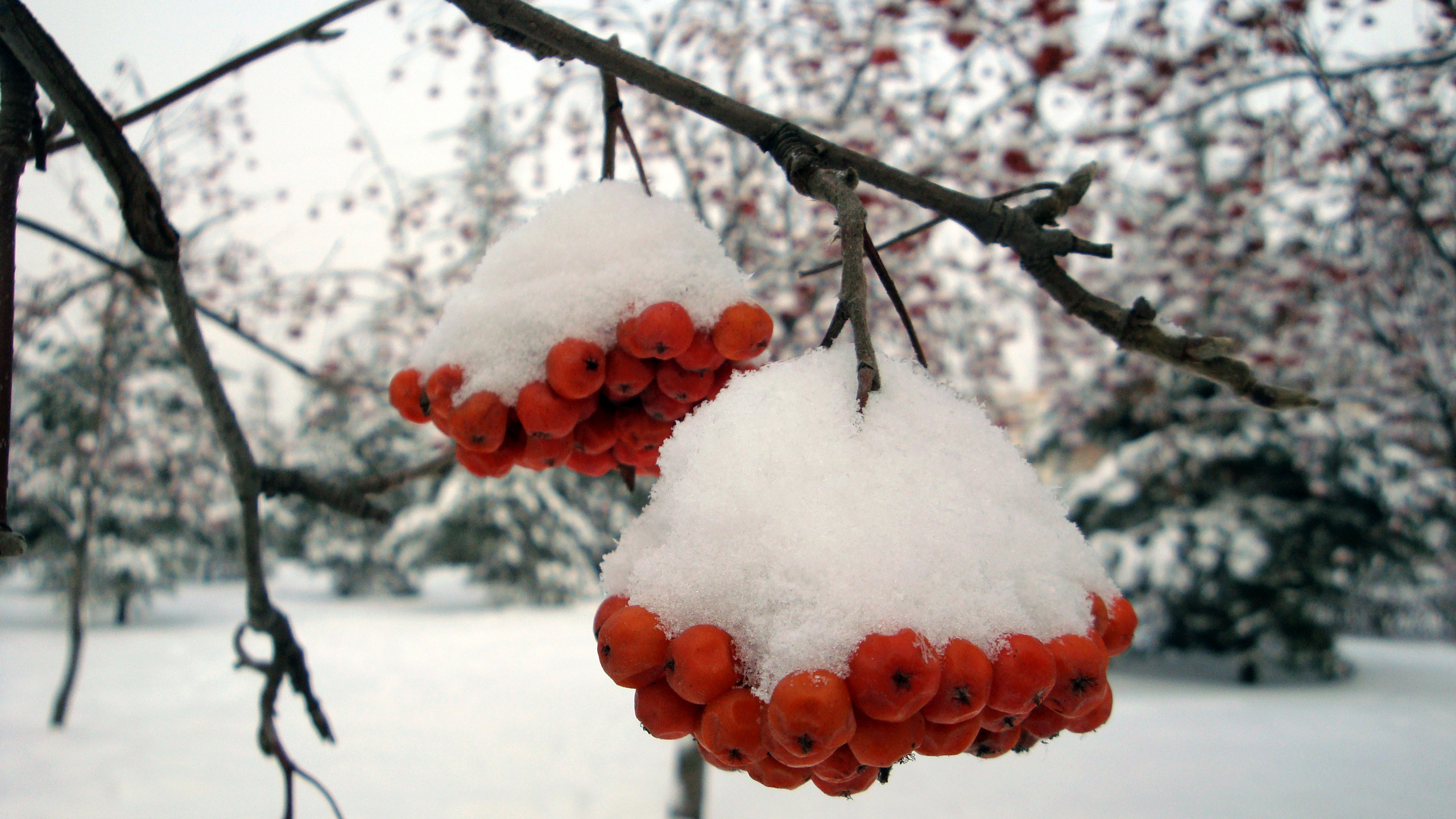 snow pictures for wallpaper,snow,branch,winter,freezing,spring