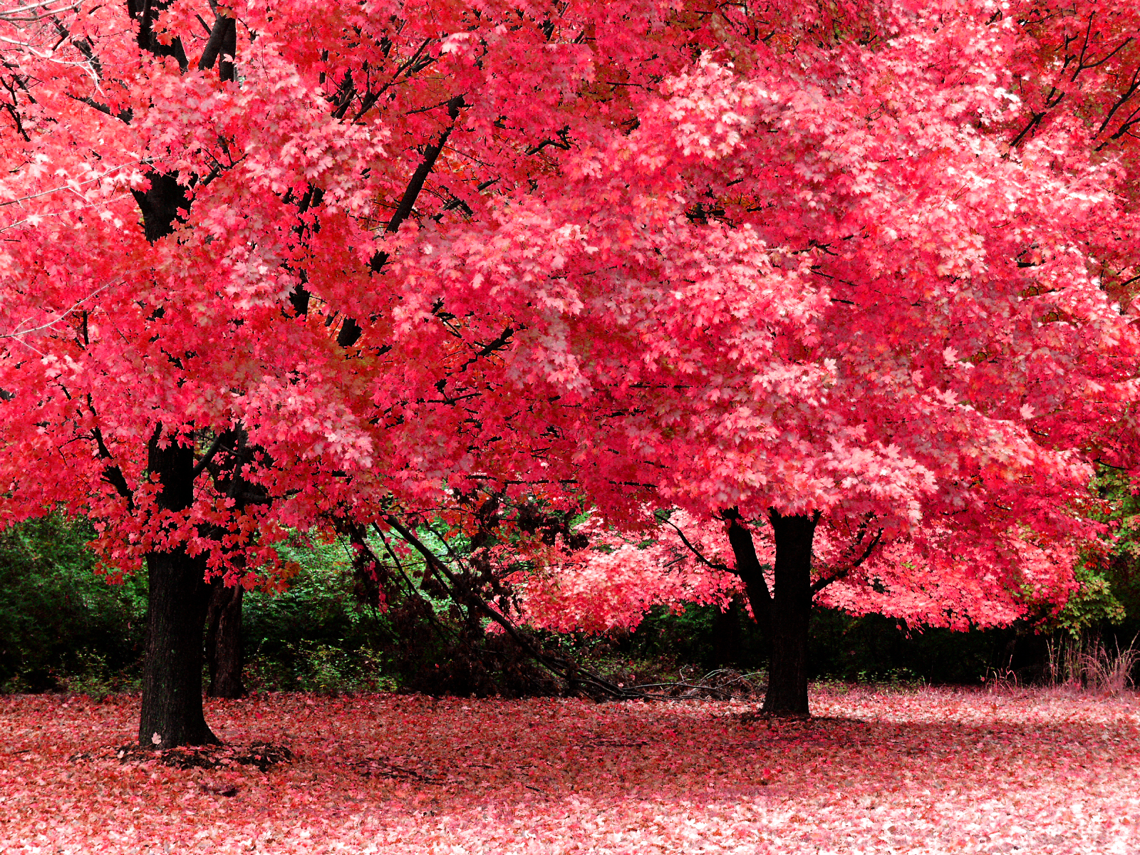 papel tapiz de árbol rosa,árbol,planta,rojo,naturaleza,planta leñosa