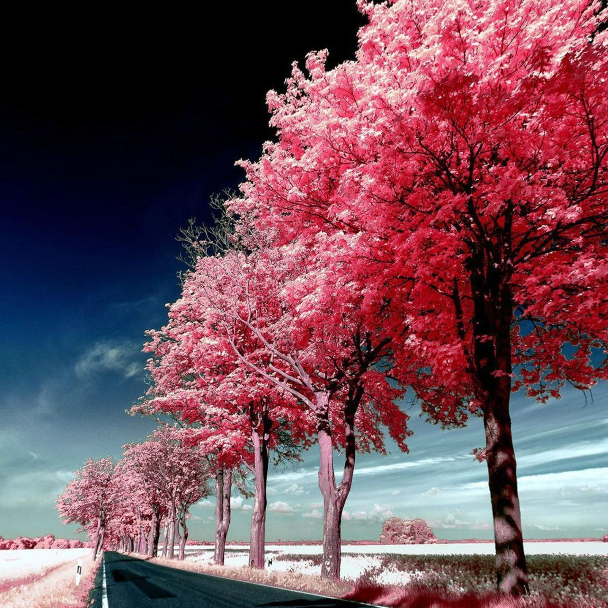 papel tapiz de árbol rosa,árbol,naturaleza,rosado,flor,planta