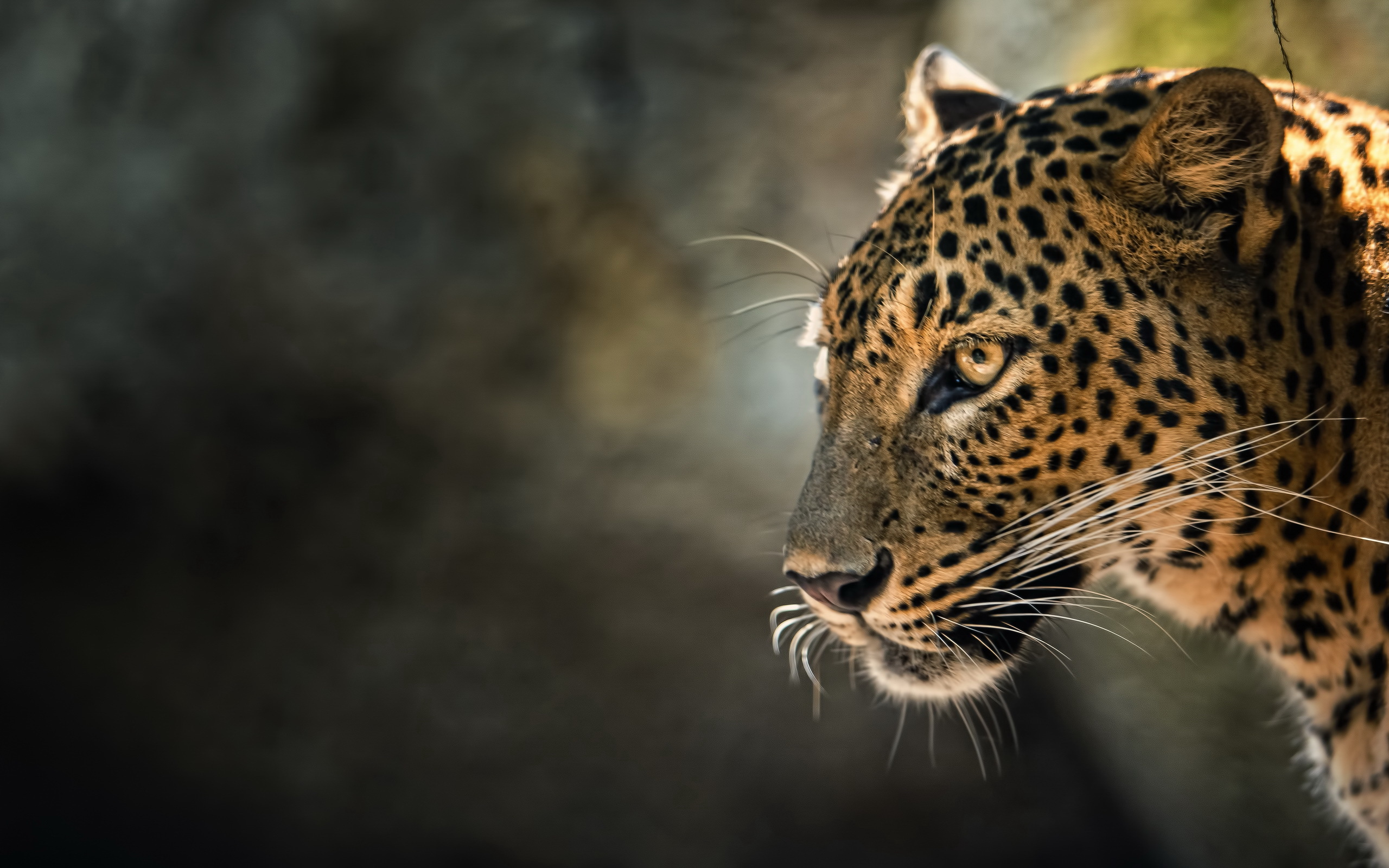 wallpaper animali,fauna silvestre,leopardo,animal terrestre,jaguar,bigotes