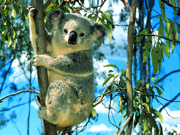carta da parati animali,koala,animale terrestre,marsupiale,albero,natura