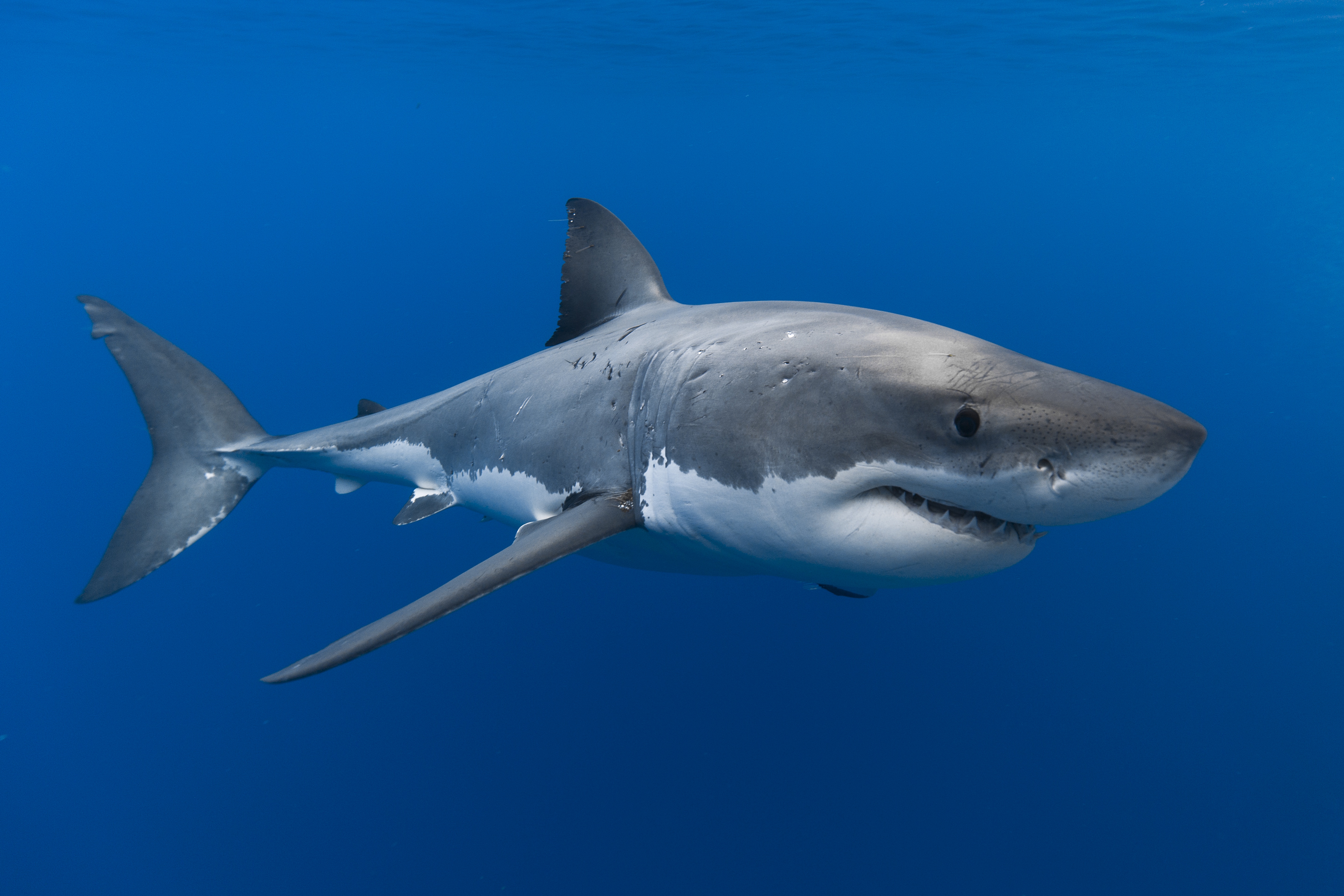 papel pintado tiburón blanco,gran tiburón blanco,tiburón,pez,pez cartilaginoso,réquiem tiburón
