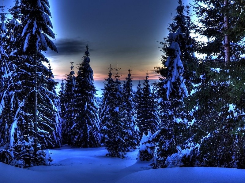 常緑の壁紙,ショートリーフブラックスプルース,雪,冬,木,自然