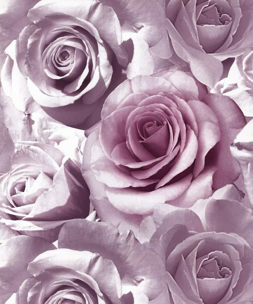 carta da parati rosa muriva,fiore,rose da giardino,rosa,rosa,petalo