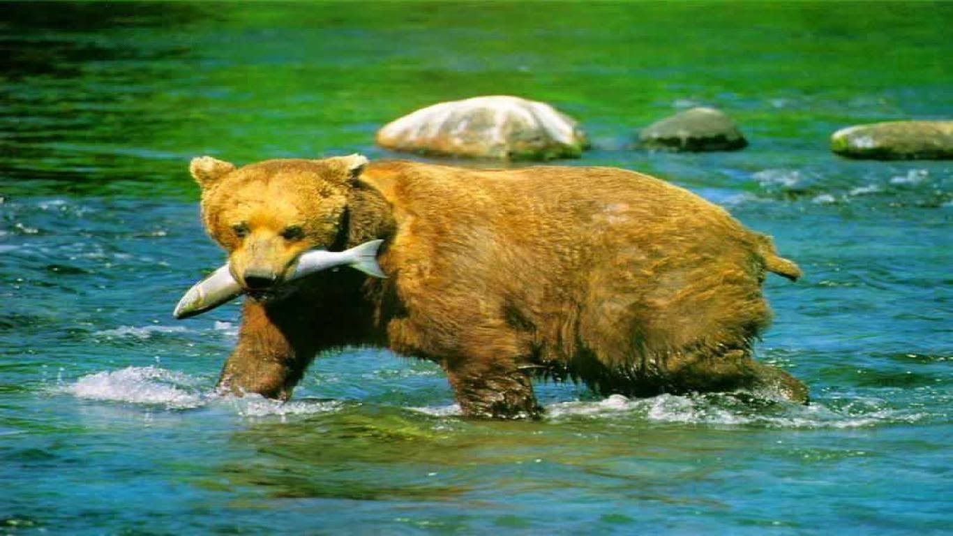 téléchargement de fond d'écran unique,ours brun,grizzly,ours,faune,ours kodiak