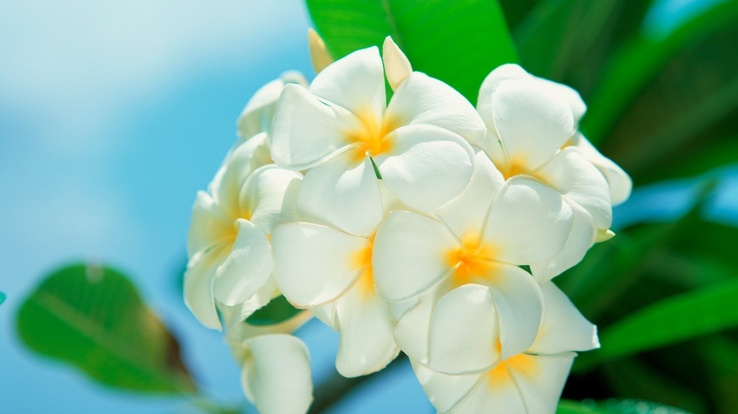 carta da parati g zel,fiore,bianca,frangipani,petalo,pianta
