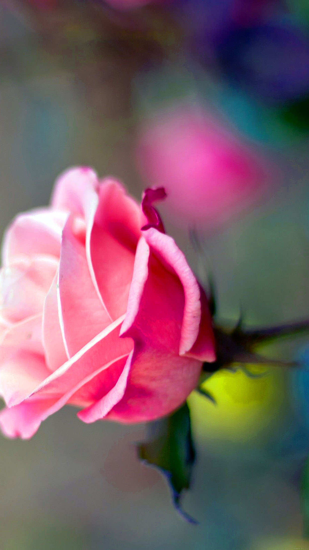 Iphone用のピンクのバラの壁紙 開花植物 花弁 花 ピンク 自然 3549 Wallpaperuse