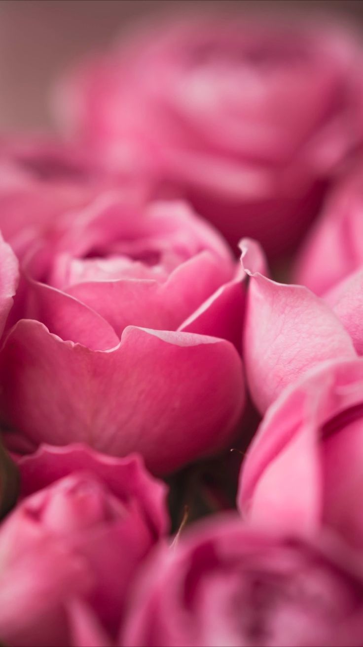 fond d'écran rose rose pour iphone,pétale,rose,roses de jardin,fleur,rose