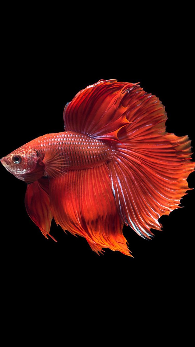 fondo de pantalla beta,rojo,pez,naranja,pez de colores,pez