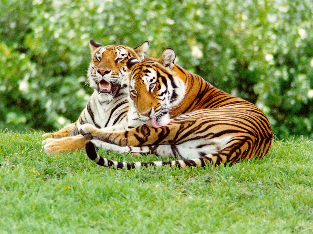 fondo de pantalla de nivel,tigre,animal terrestre,fauna silvestre,tigre de bengala,tigre siberiano