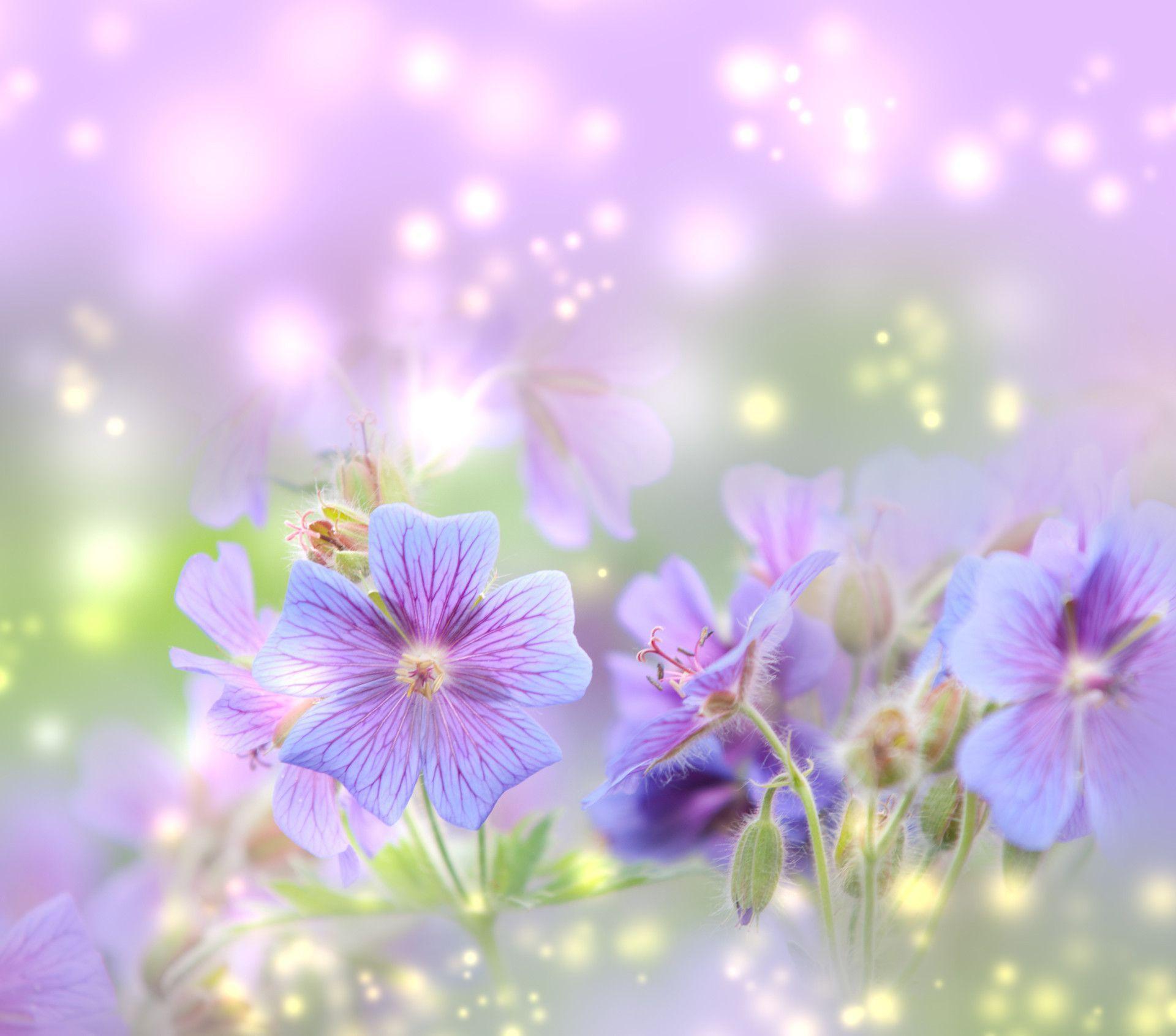 14 fond d'écran,plante à fleurs,fleur,violet,violet,la nature