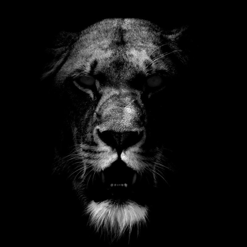 león fondo de pantalla hd,negro,hocico,en blanco y negro,bigotes,fauna silvestre