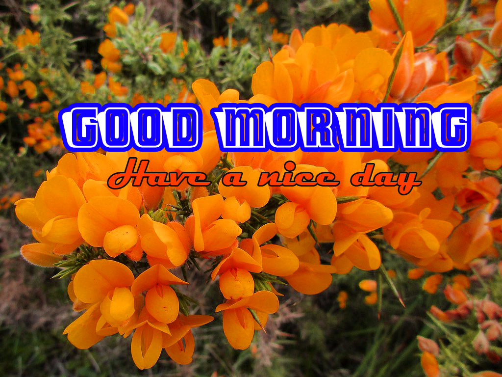 おはよう壁紙ダウンロード,花,開花植物,工場,花弁,野草