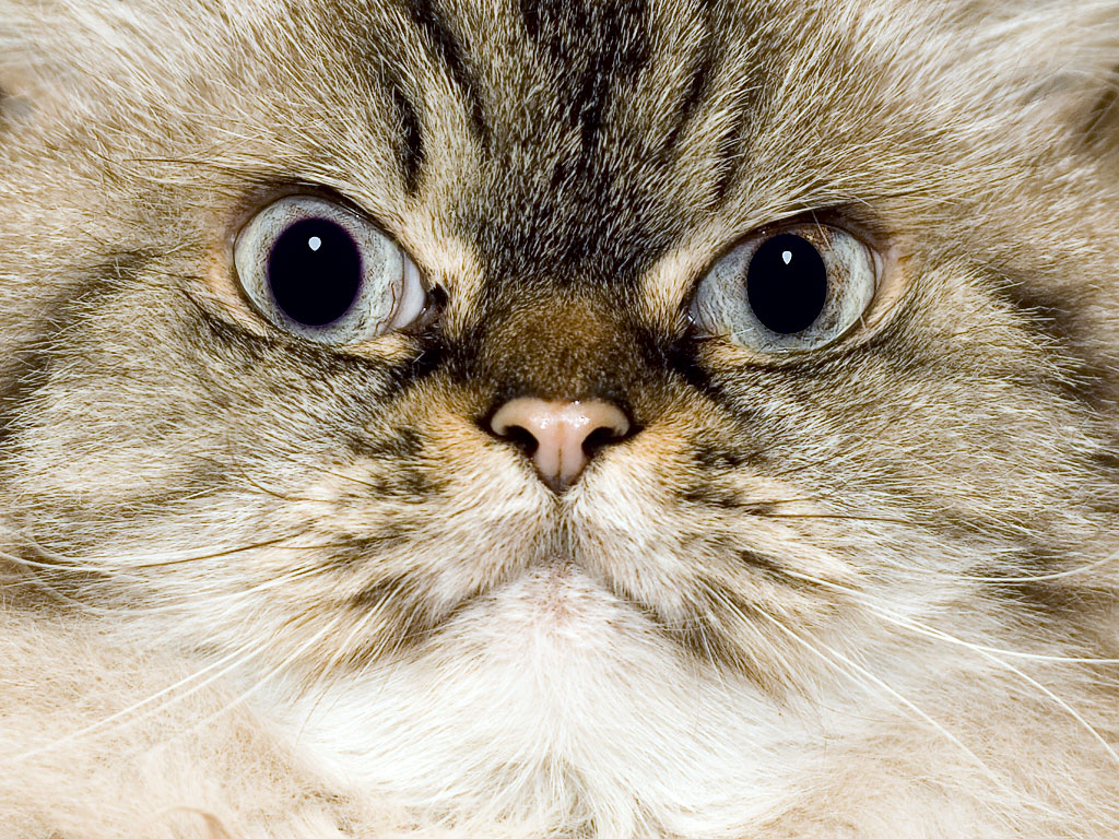 fond d'écran katzen,chat,chats de petite à moyenne taille,moustaches,félidés,fermer