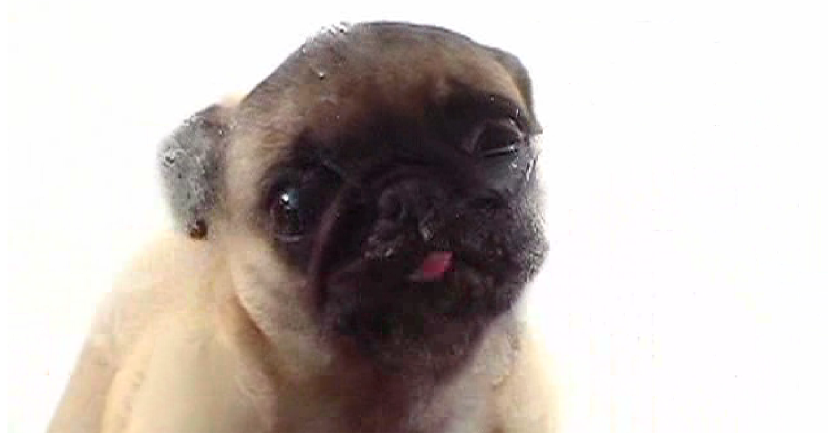 Pug Licking Screen Live Wallpaper - Pug Licking Screen- WallpaperUse