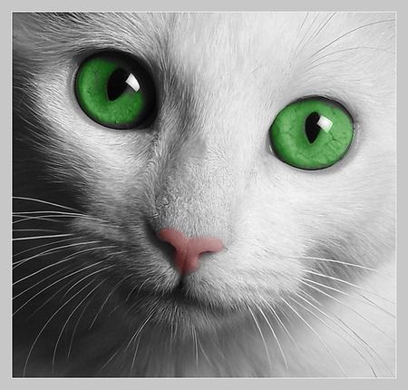 wallpaper vert,gatto,barba,gatti di piccola e media taglia,verde,felidae