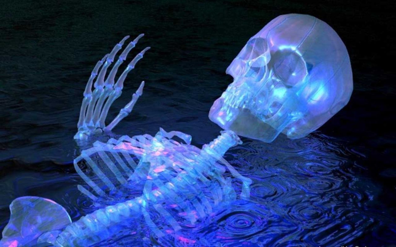 fondo de pantalla qui bouge,agua,biología marina,cnidaria,medusa,cuadro de medusas