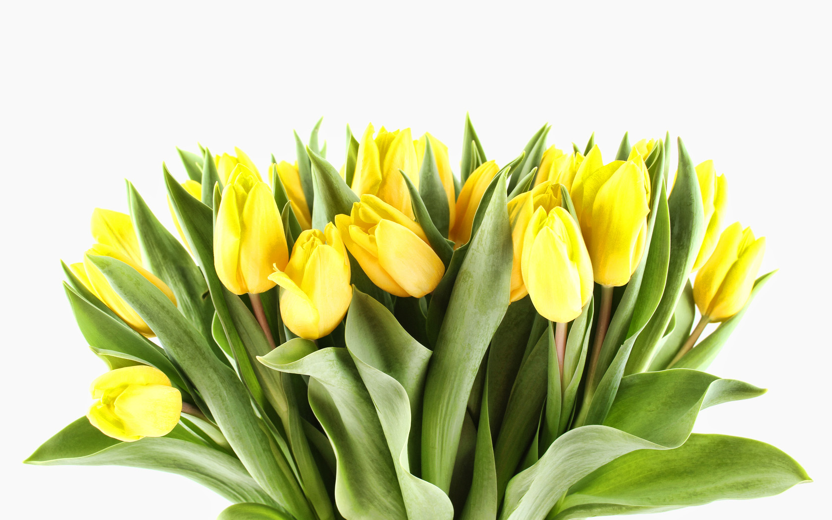 papel tapiz de tulipanes amarillos,flor,planta floreciendo,amarillo,cortar flores,planta