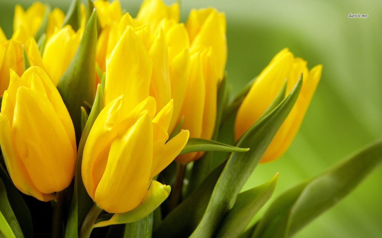 carta da parati tulipani gialli,fiore,pianta fiorita,giallo,petalo,pianta