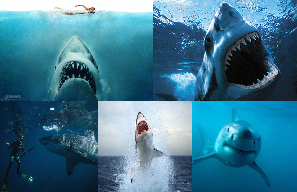 mandíbulas fondo de pantalla,gran tiburón blanco,tiburón,tiburón ballena,pez cartilaginoso,tiburón tigre