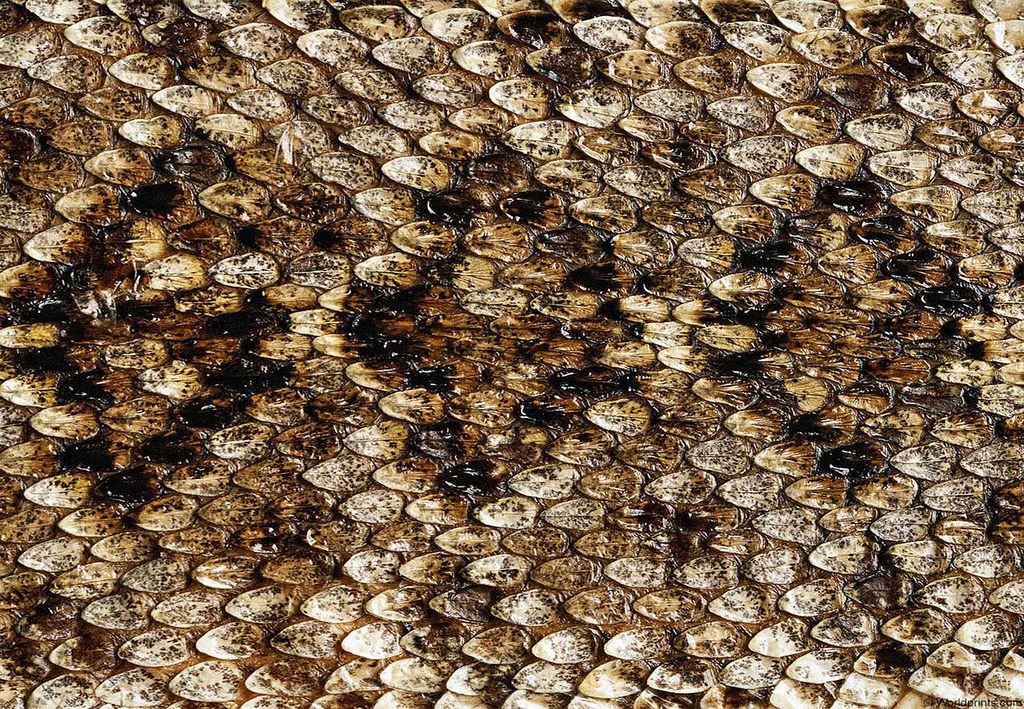 ワニ皮の壁紙,パターン,蜂の巣,設計,閉じる,蜂