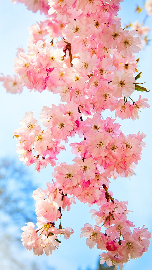 bonitos fondos de pantalla para teléfono,flor,rosado,planta,flor de cerezo,florecer