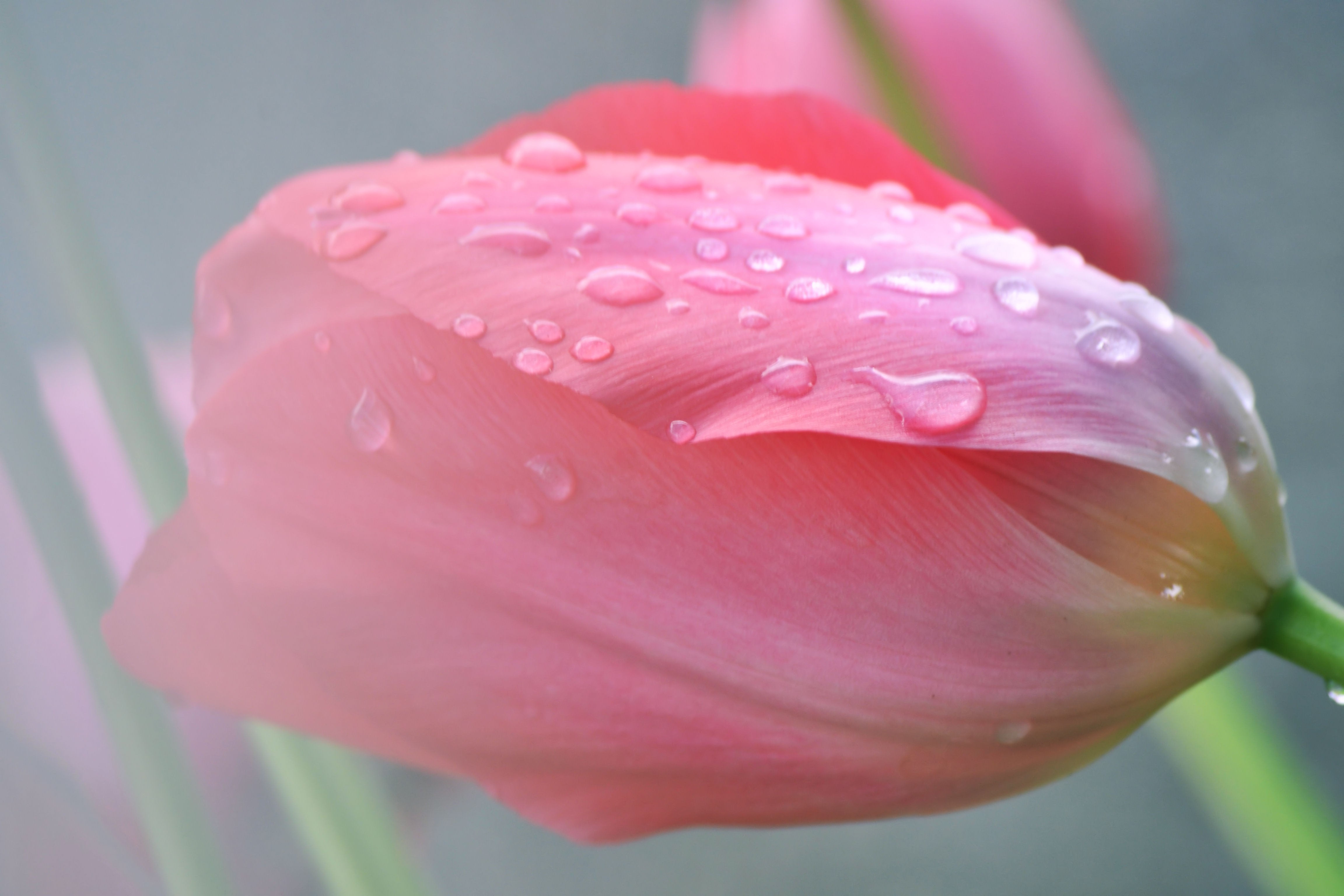 flores en lluvia fondos de pantalla hd,pétalo,rosado,agua,rocío,flor