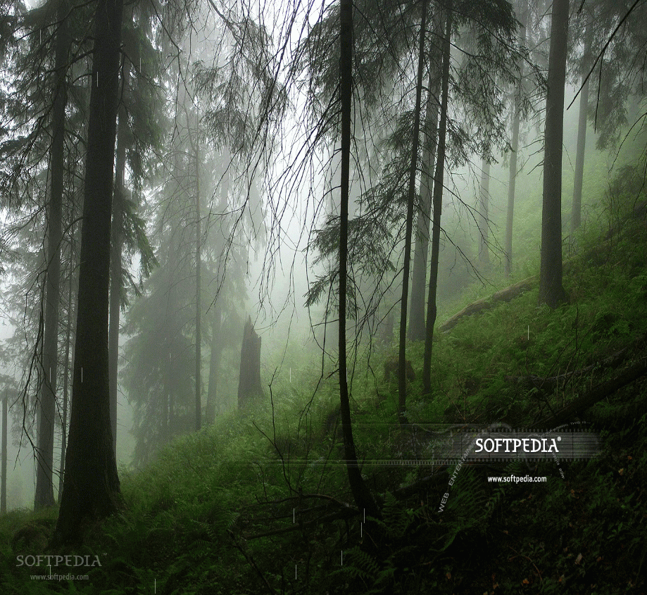 fond d'écran animé pluie,la nature,brouillard,forêt,paysage naturel,arbre