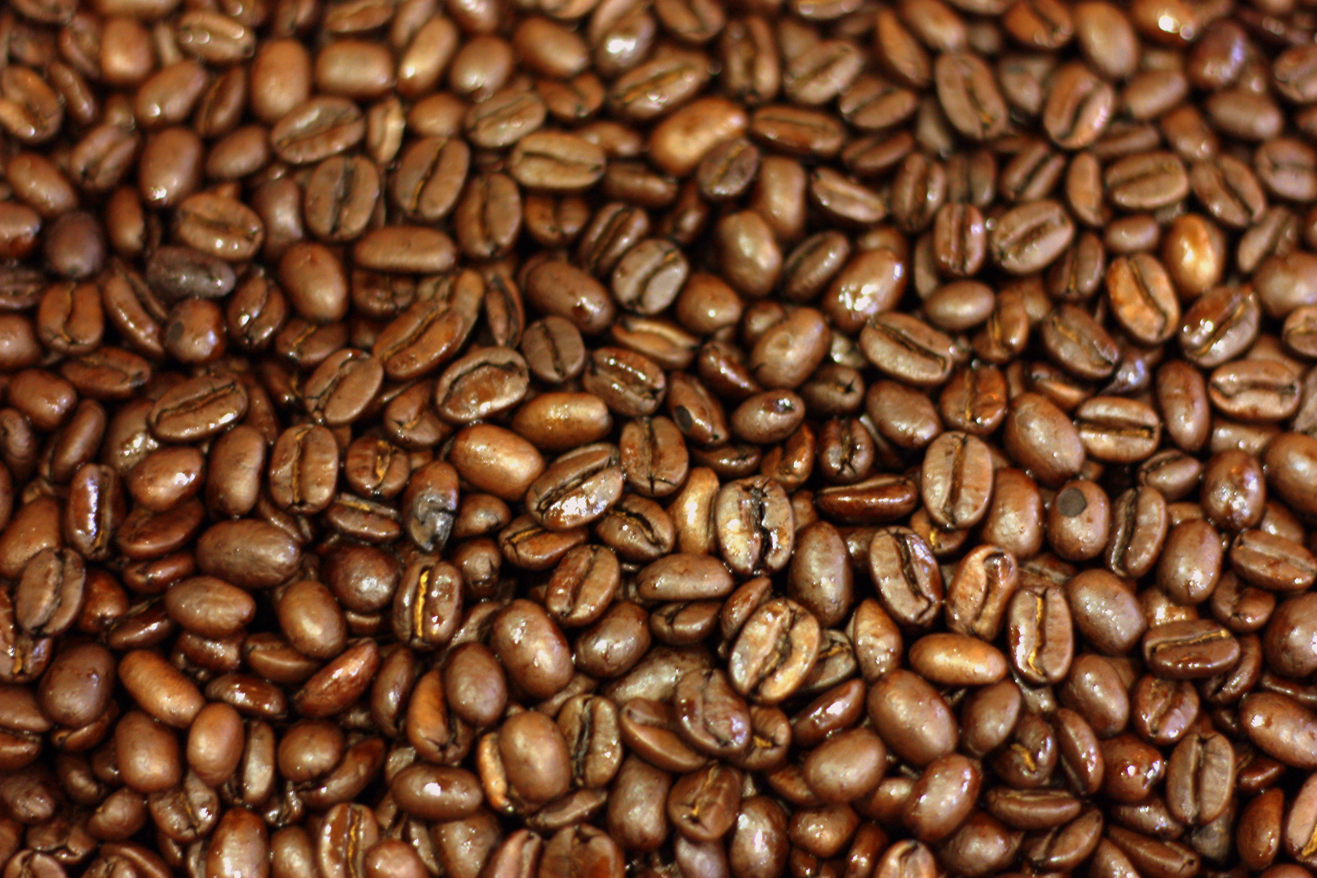 kaffeebohnen tapete,koffein,java kaffee,kaffee mit einem ursprung,braun,essen