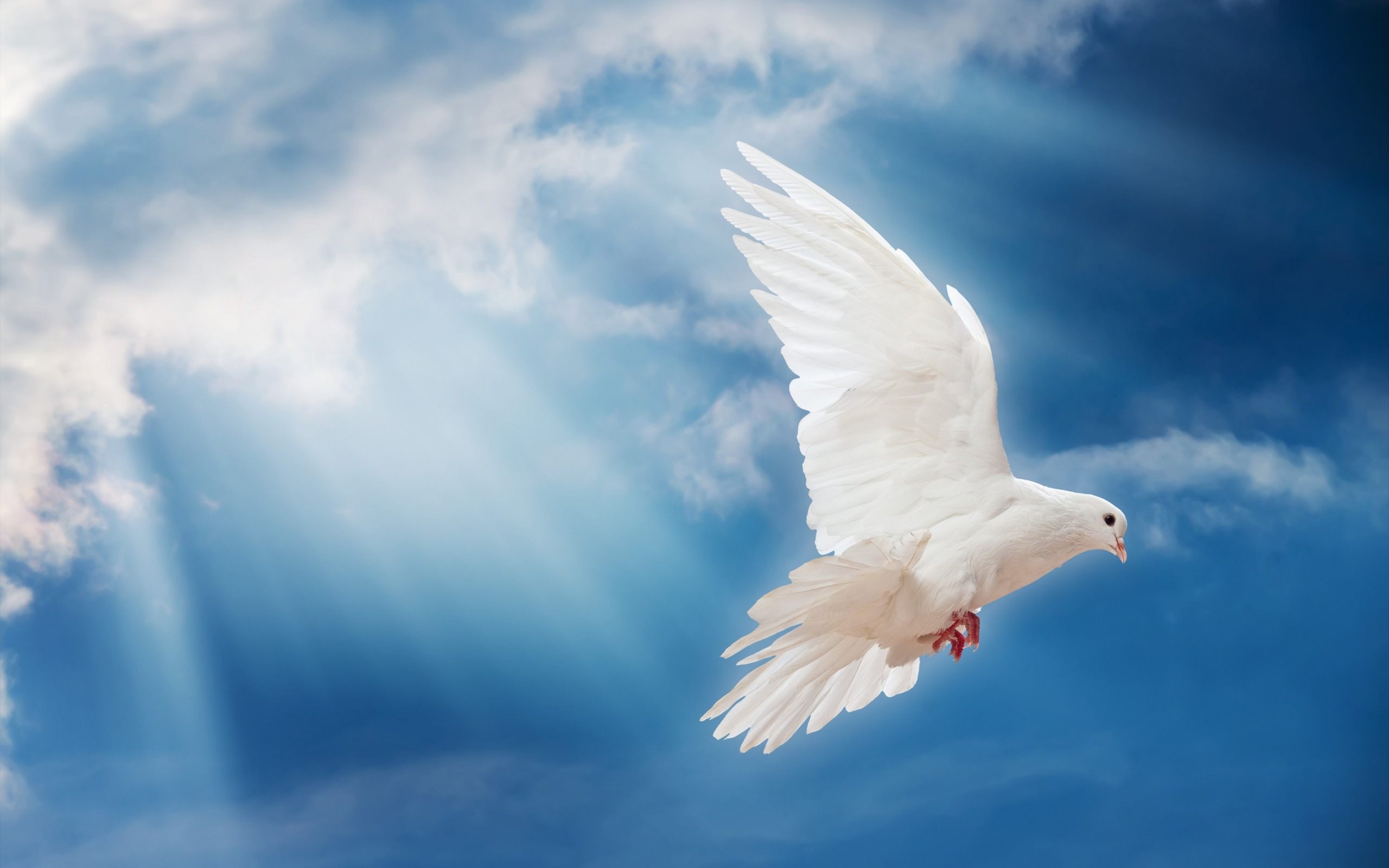 papier peint colombe,ciel,oiseau,aile,nuage,pigeons et colombes