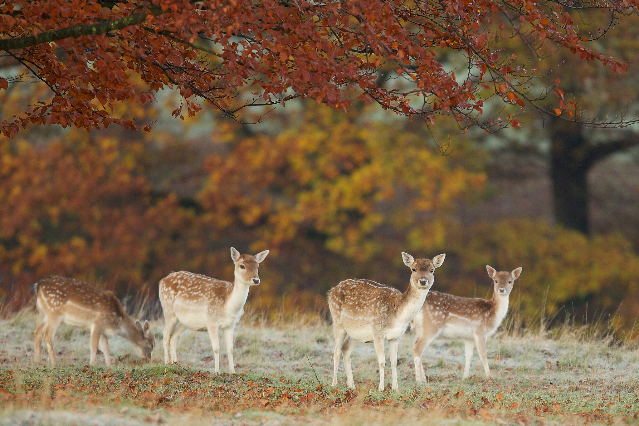 Whitetail Deer Wallpaper Border Weddingdressincom - Nature With Deer