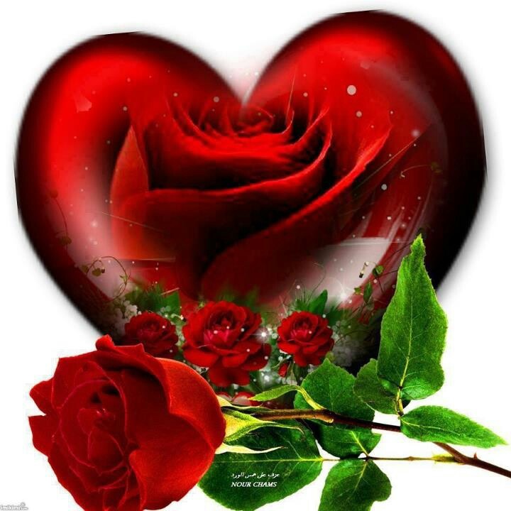 fondo de pantalla de nombre jagdish,rojo,corazón,día de san valentín,rosa,amor