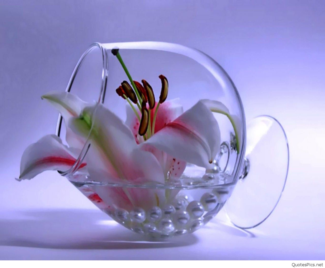 romantica carta da parati 3d,fotografia di still life,bicchiere,petalo,fiore,pianta