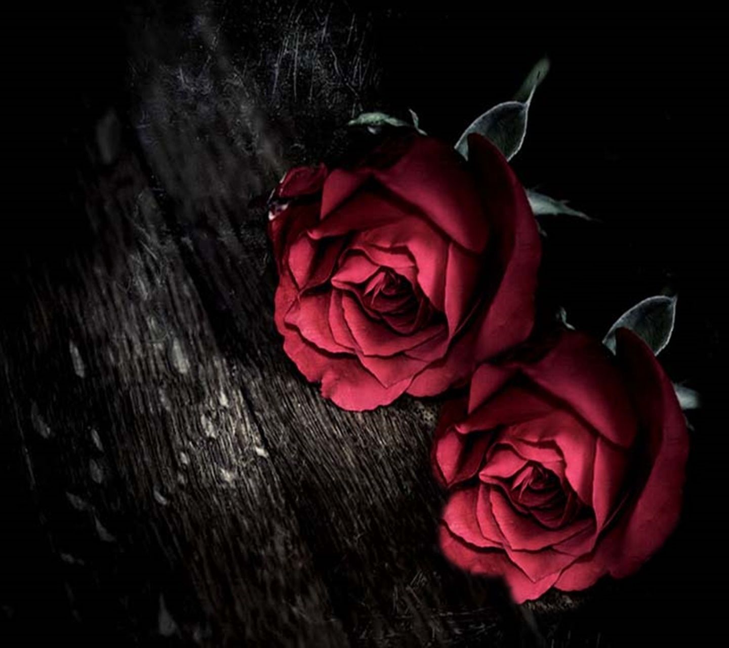 fonds d'écran de téléphone chaud,rose,roses de jardin,rouge,photographie de nature morte,pétale