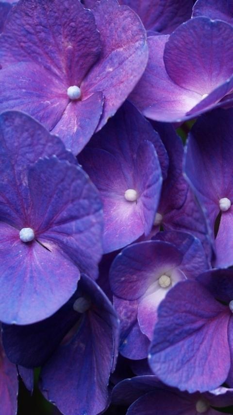 ギャラクシーグランドプライム壁紙,花,開花植物,青い,花弁,紫の