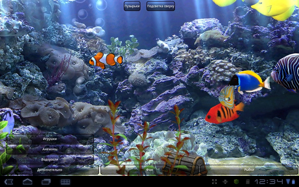 sfondo,scogliera,barriera corallina,biologia marina,subacqueo,pesce anemone