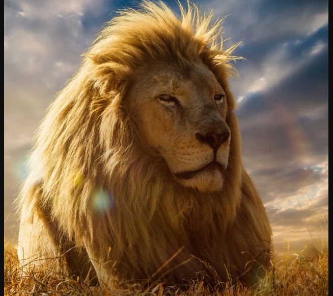 lion fonds d'écran gratuits,lion,cheveux,lion masai,faune,félidés