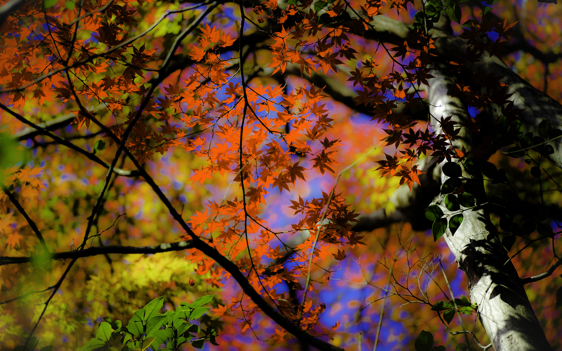 fond d'écran de photos d'automne,arbre,feuille,la nature,ciel,l'automne