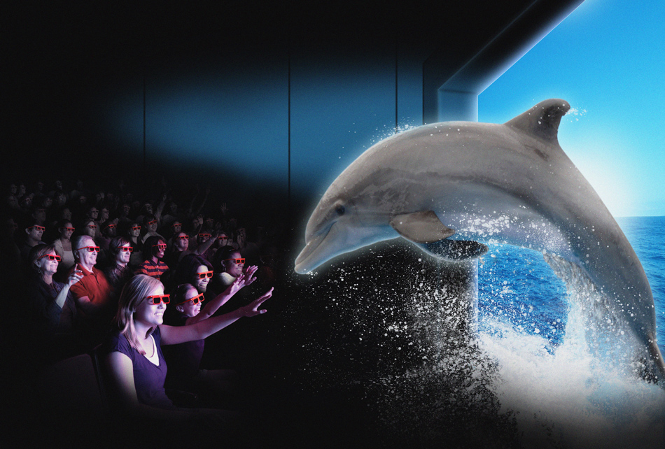 papier peint dauphin 3d,grand dauphin commun,dauphin,grand dauphin,mammifère marin,dauphin commun à bec court