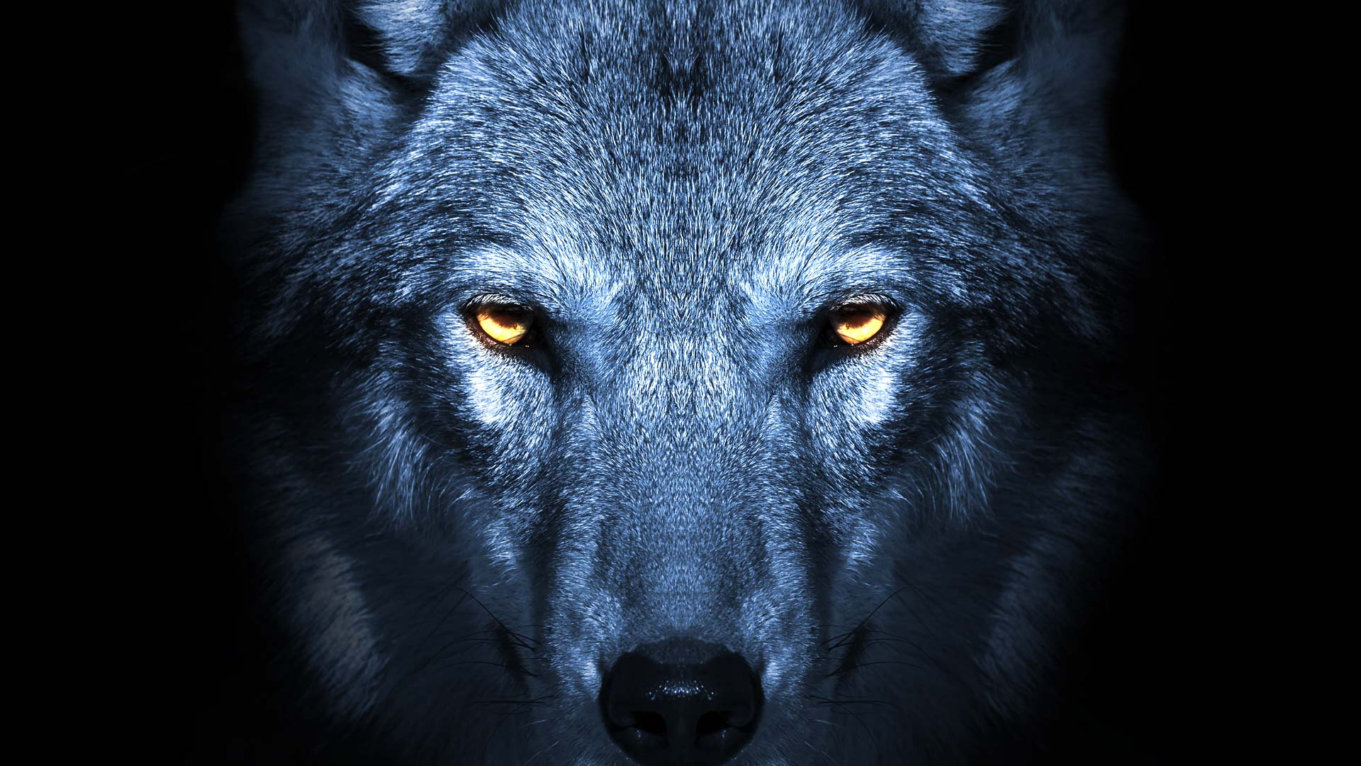 wolf eyes wallpaper,vertebrate,mammal,wolf,canidae,black (#492692 ...