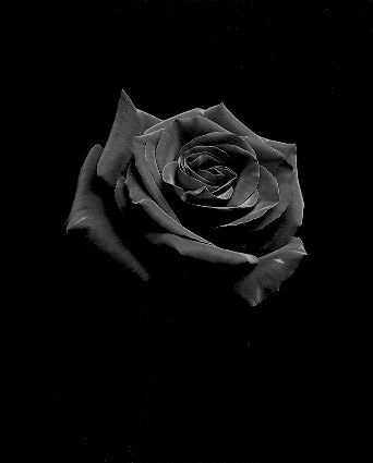 ojos llorosos fondos de pantalla,negro,blanco,rosas de jardín,rosa,fotografía monocroma