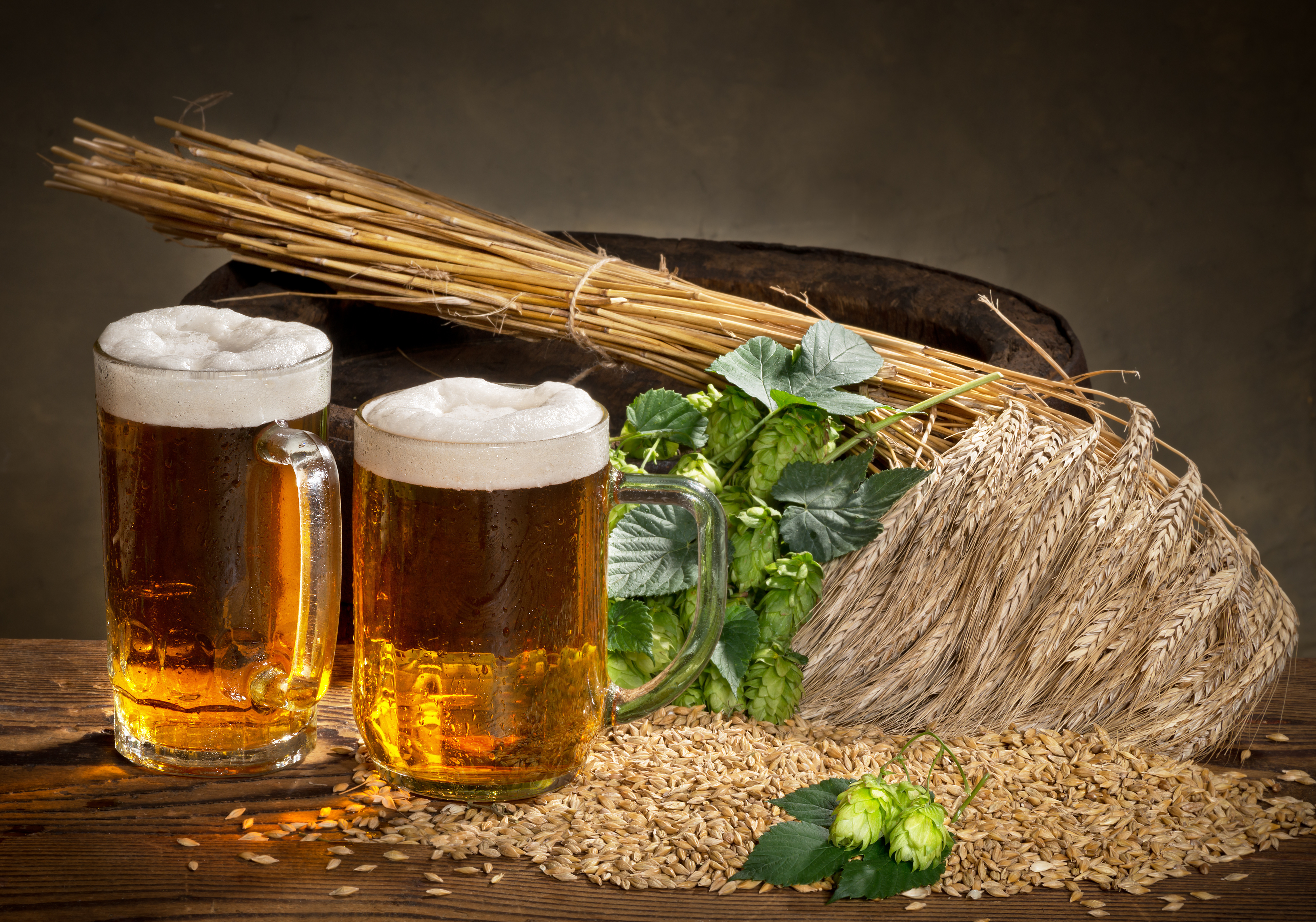 bier fondo de pantalla,cerveza,beber,planta,naturaleza muerta,lager