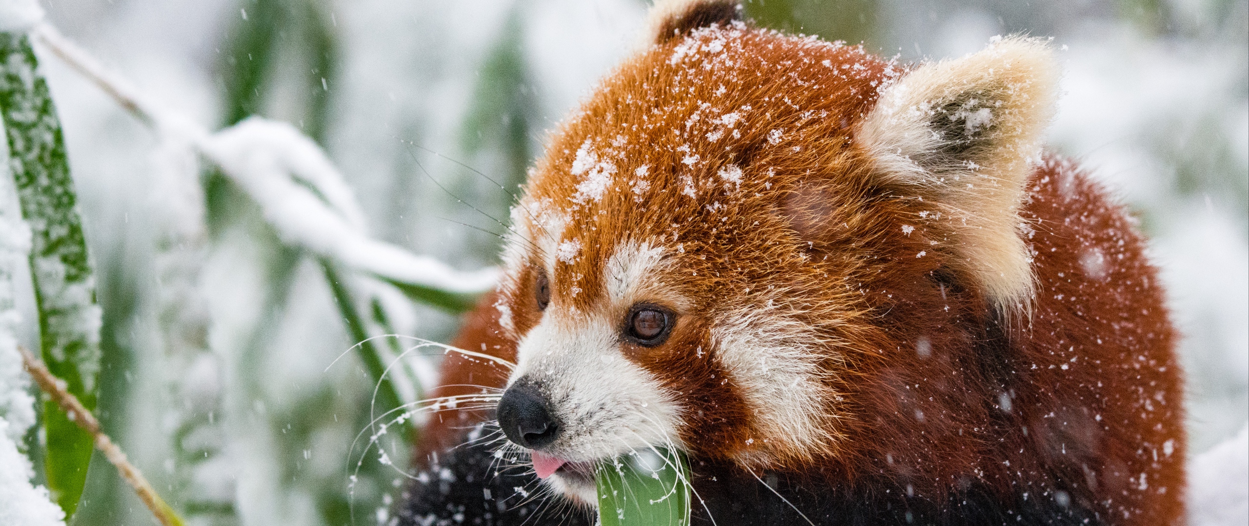 fond d'écran panda,panda rouge,animal terrestre,moustaches,museau,faune