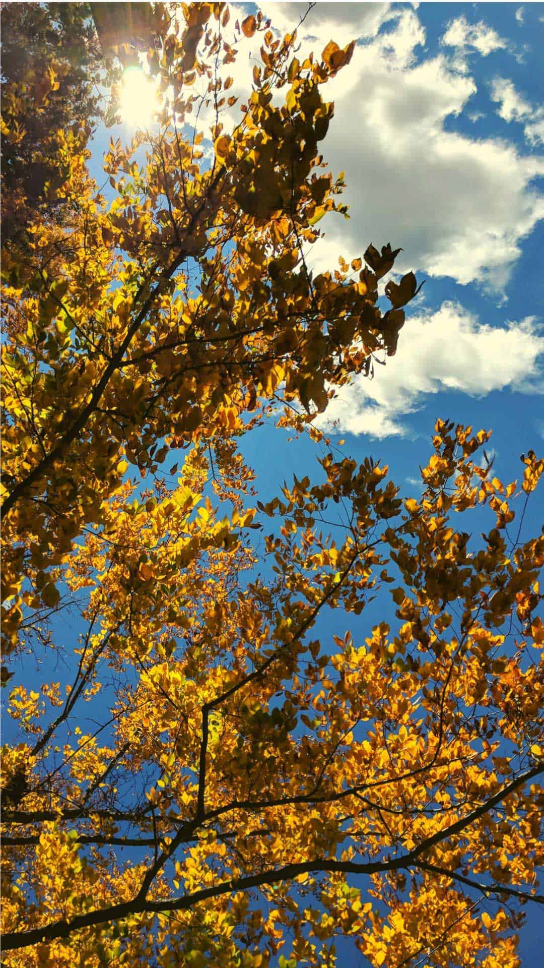 秋の壁紙,木,空,自然,葉,木本