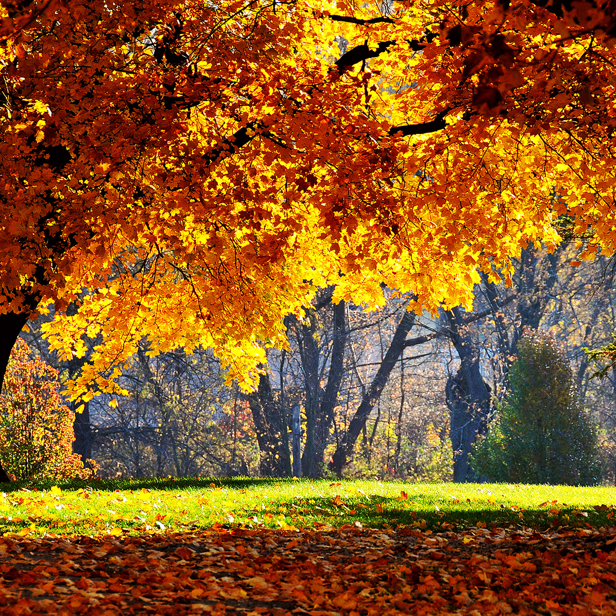 Fall Trees In Italy- WallpaperUse