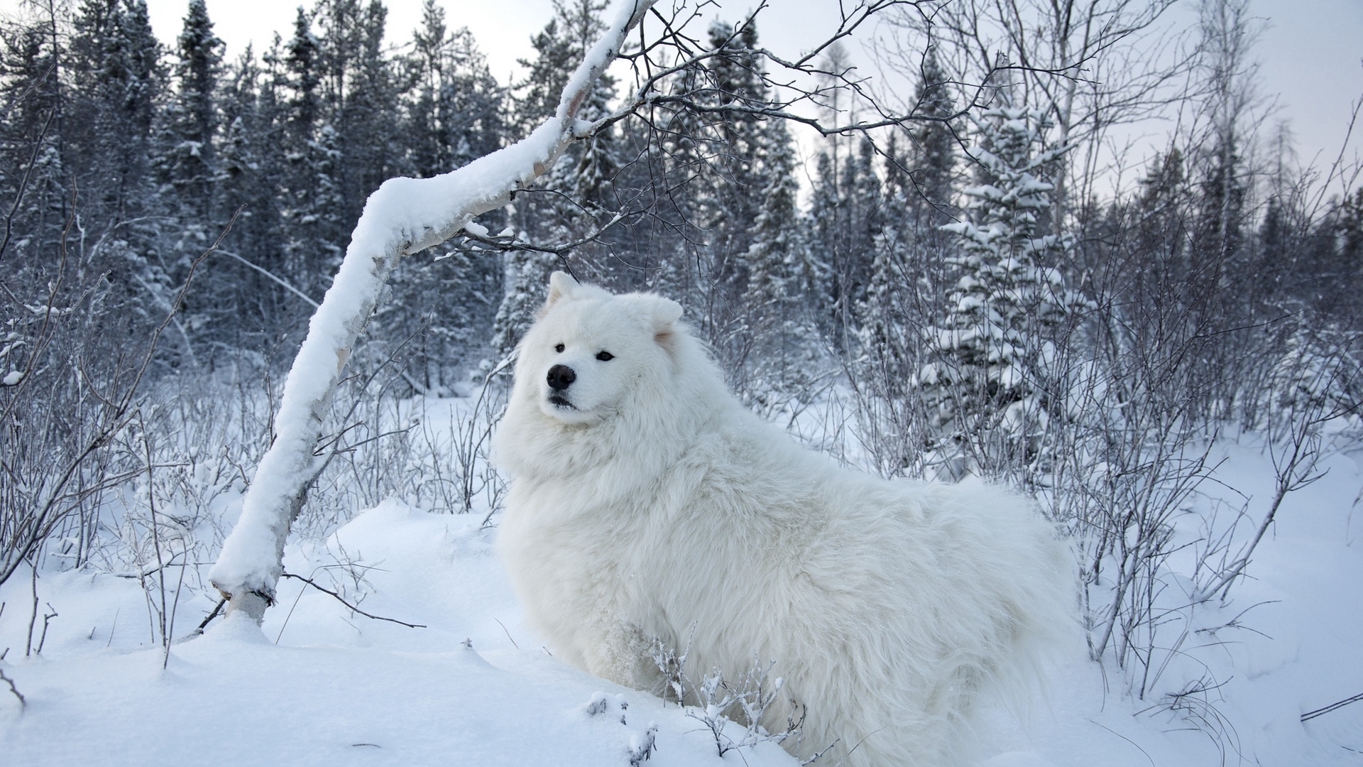 눈 벽지,개,눈,북극곰,겨울,슬로바키아어 cuvac