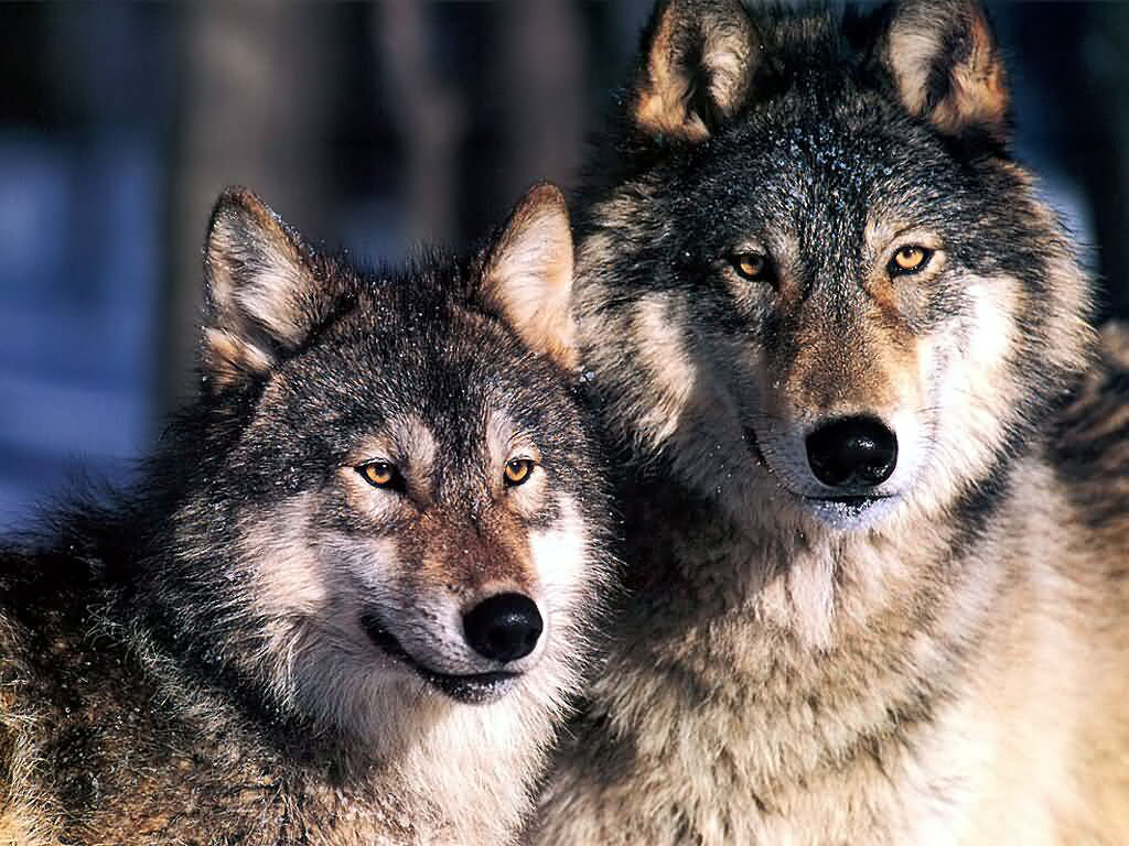 wolf tapete,hund,wolf,tschechoslowakischer wolfshund,wolfshund,saarloos wolfshund