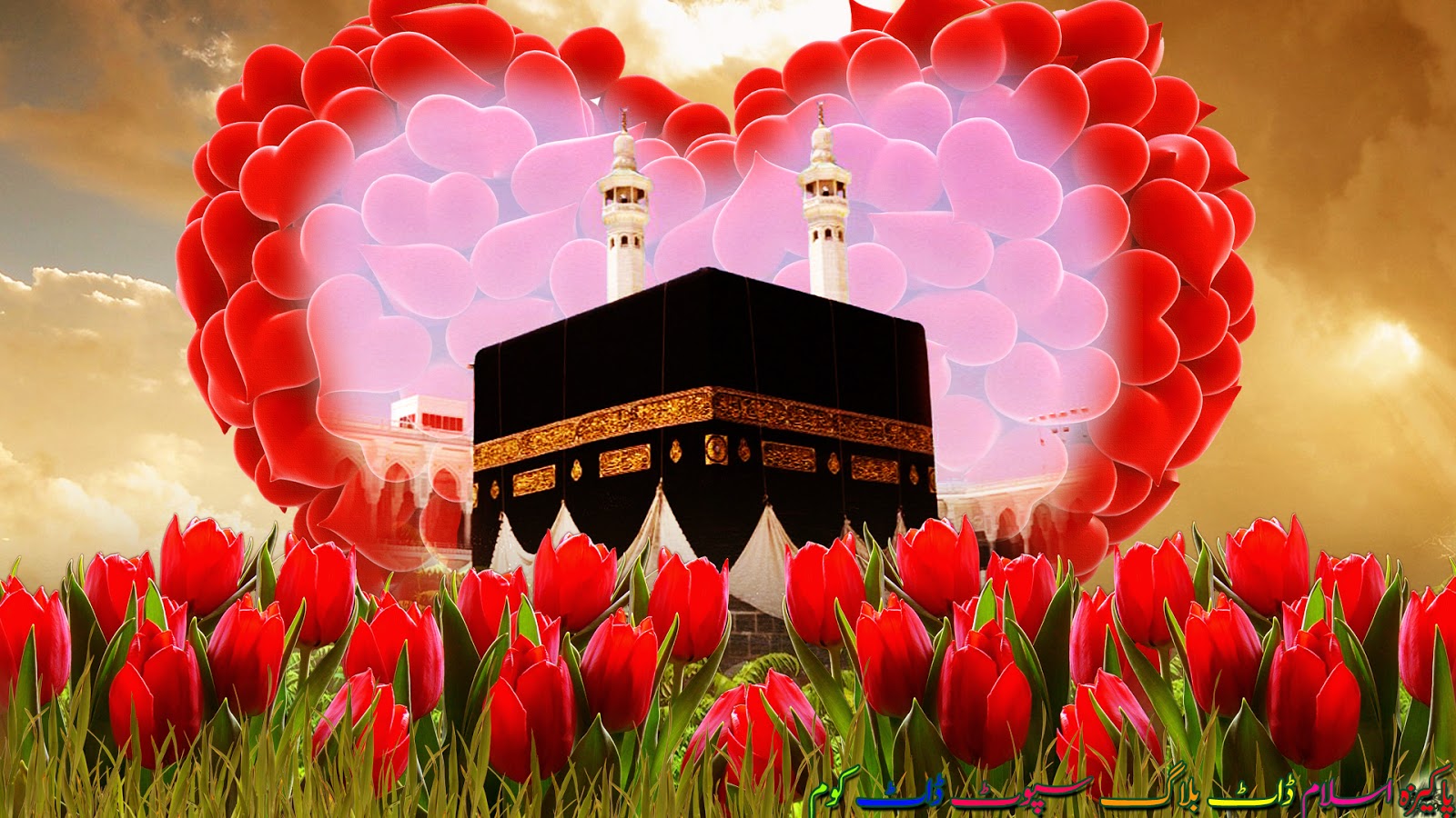 nuevo fondo de pantalla islámico,rojo,tulipán,flor,pétalo,planta